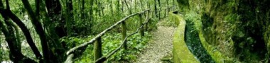 Bosque de Los Tilos