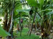 Ecofinca Platanológico