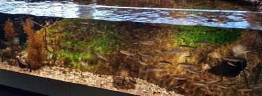 Aquarium du Biodiversarium