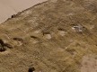 Pegadas de Dinossauro da Praia da Salema