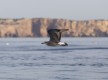 Aves e Cetáceos