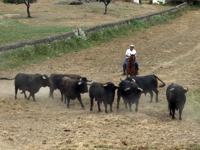 Espacios naturales, ganaderías y dehesa del toro bravo