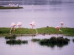 Doñana