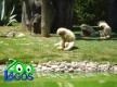 Zoo Lagos
