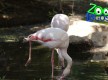 Zoo Lagos