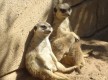 Zoo Lagos