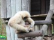 Zoo Lagos