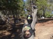 Paintball