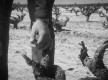 Viñedos