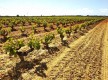 Viñedos