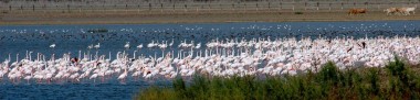 Flamencos en Dehesa de Abajo