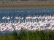 Flamencos en Dehesa de Abajo