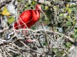 Ibis Escarlata