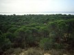 Doñana