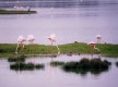 Doñana