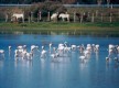 Marismas de Doñana