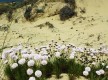 Vegetación en Doñana