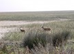 Ciervos en Doñana