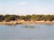 Marismas