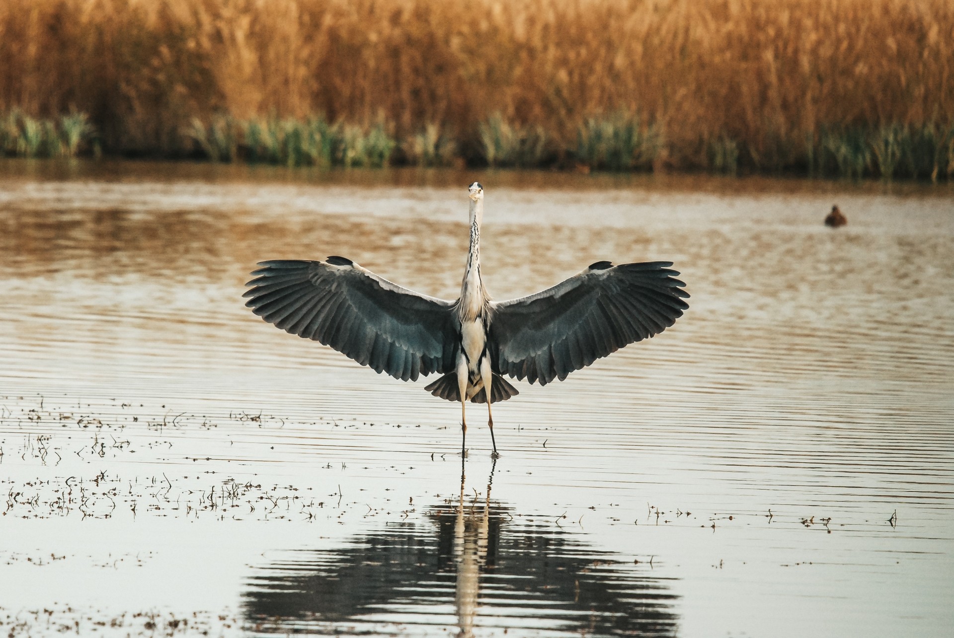 Initiez vous à l\'ornithologie