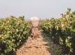 Une journée sous le signe des vignerons