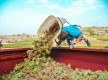 Une journée sous le signe des vignerons