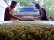 Vivre la vie d'un vigneron au Château le Bouïs