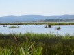 Une plongée dans le monde des marais au Grand Castelou