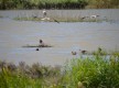 Une plongée dans le monde des marais au Grand Castelou