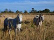 Une plongée dans le monde des marais au Grand Castelou