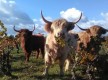 Des Higlands dans le vignoble