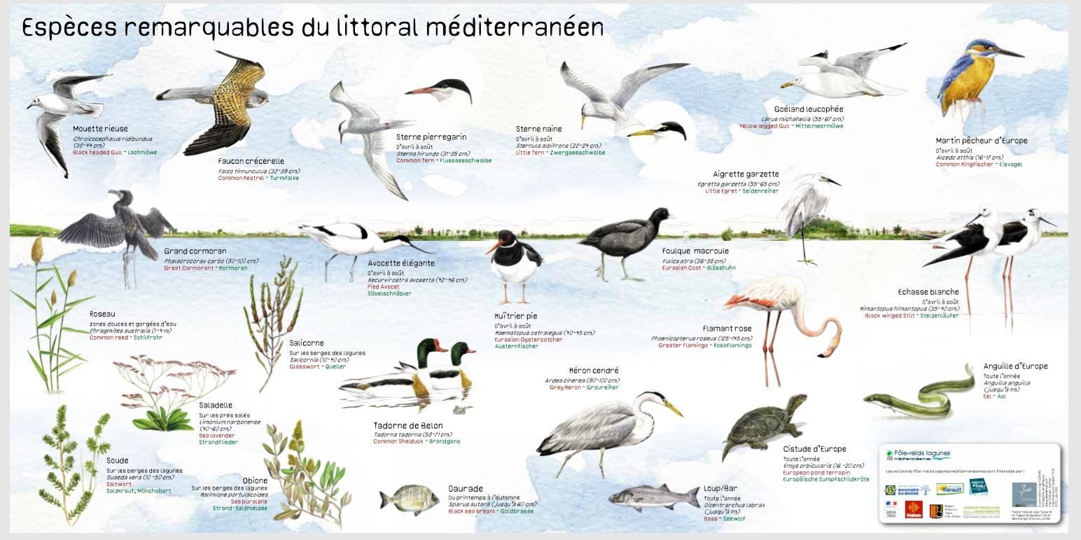 Observer les oiseaux sur la lagune