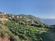 Clos PAOLI© - Morsiglia - Cap Corse