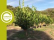 Cidralis Cap Corse© - Cosmétiques - Barrettali