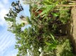 Le jardin créole héritier de l'Ichali Amérindien