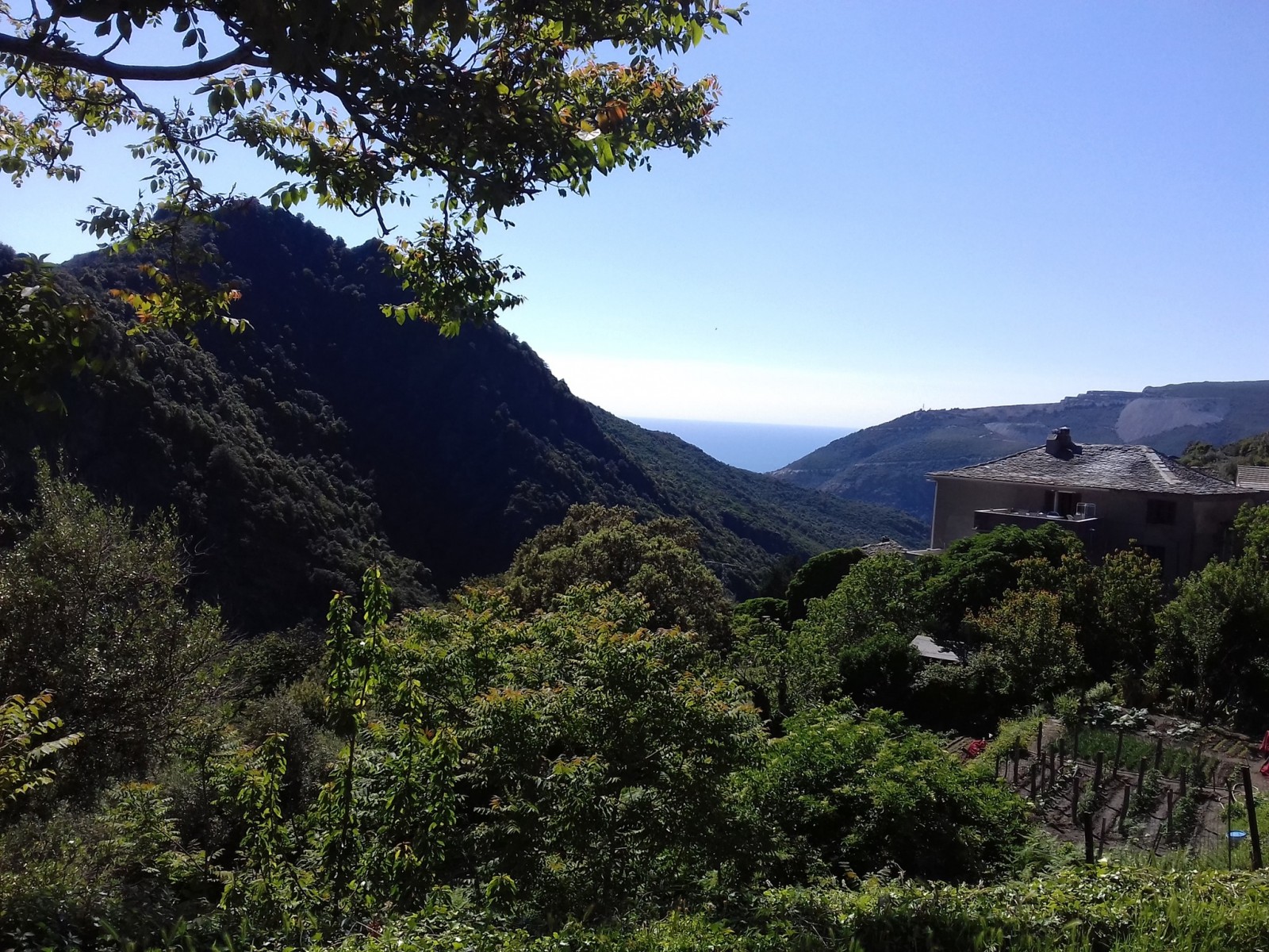 Olcani - Cap Corse Capicorsu