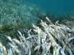 Les herbiers sous-marins de POSIDONIE (Ph. JMB)