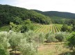 Une vigne, un vin... de qualit