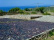 Domaine de Pietri© - Morsiglia - Cap Corse