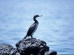 La faune, Le cormoran huppé -Sentier des Douaniers© - Conservatoire du Littoral 