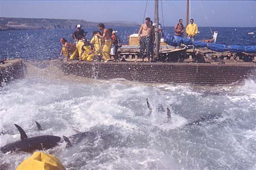 Tonnare di Carloforte