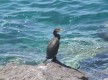 Cormoran