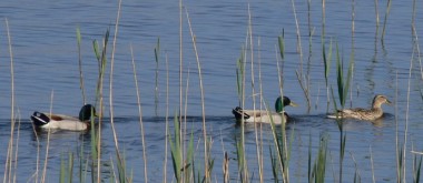 Lago di Massaciuccoli