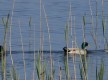 Lago di Massaciuccoli