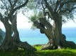Olivos, Foto: Giorgio Gatti