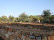 Le jardin des oliviers