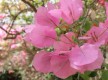 Jardin exotique de Sanary sur mer