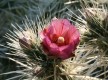 Jardin exotique de Sanary sur mer