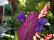 Jardin exotique de Sanary sur mer