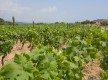 vignes du domaine de Solenzara